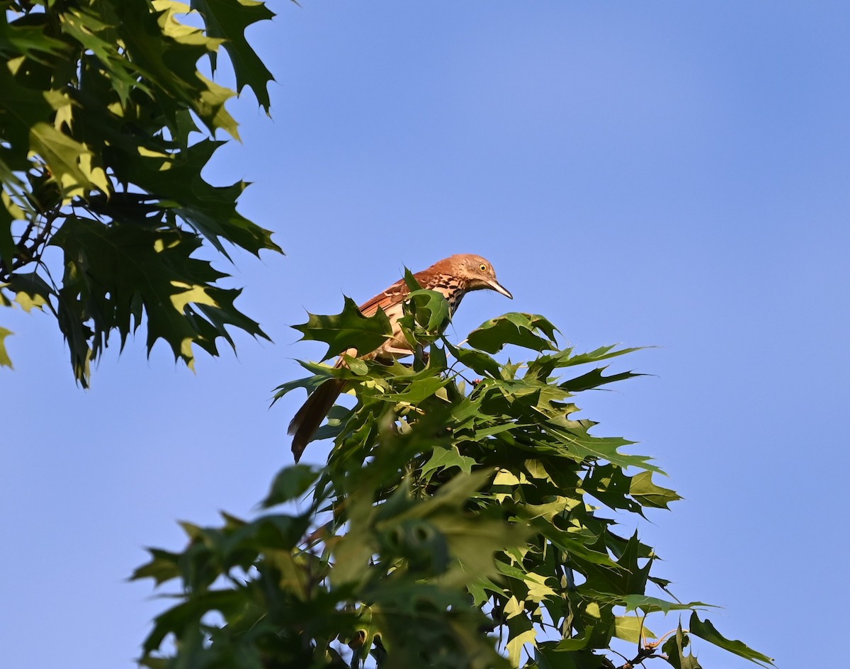 Brown Thrasher - ML620138215