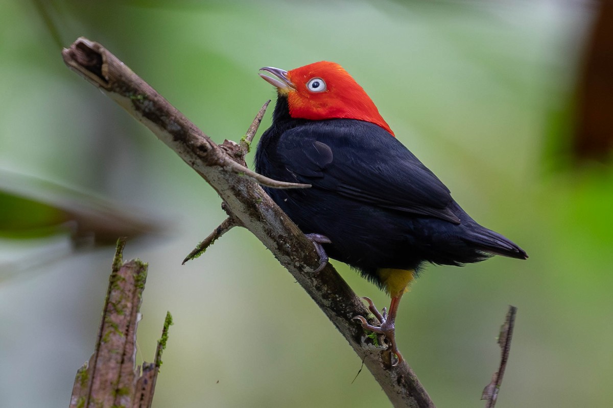 Red-capped Manakin - ML620138218