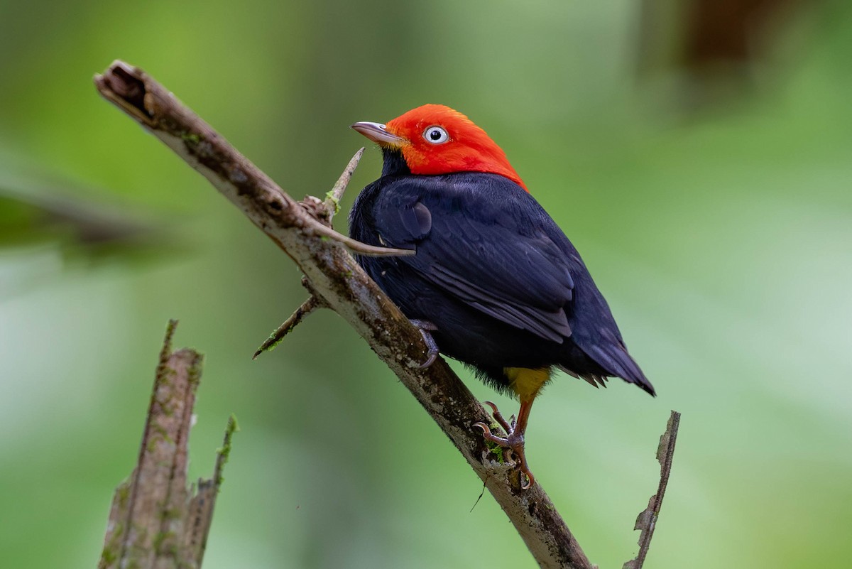 Red-capped Manakin - ML620138219