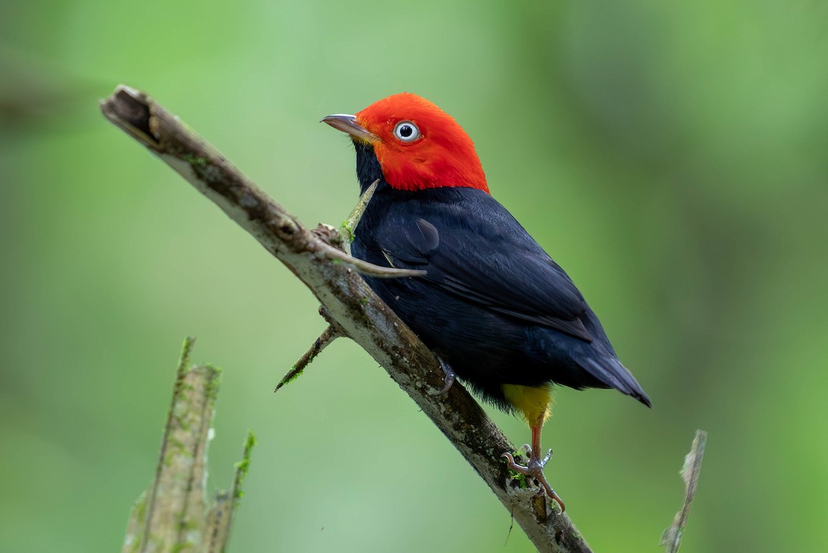 Red-capped Manakin - ML620138220