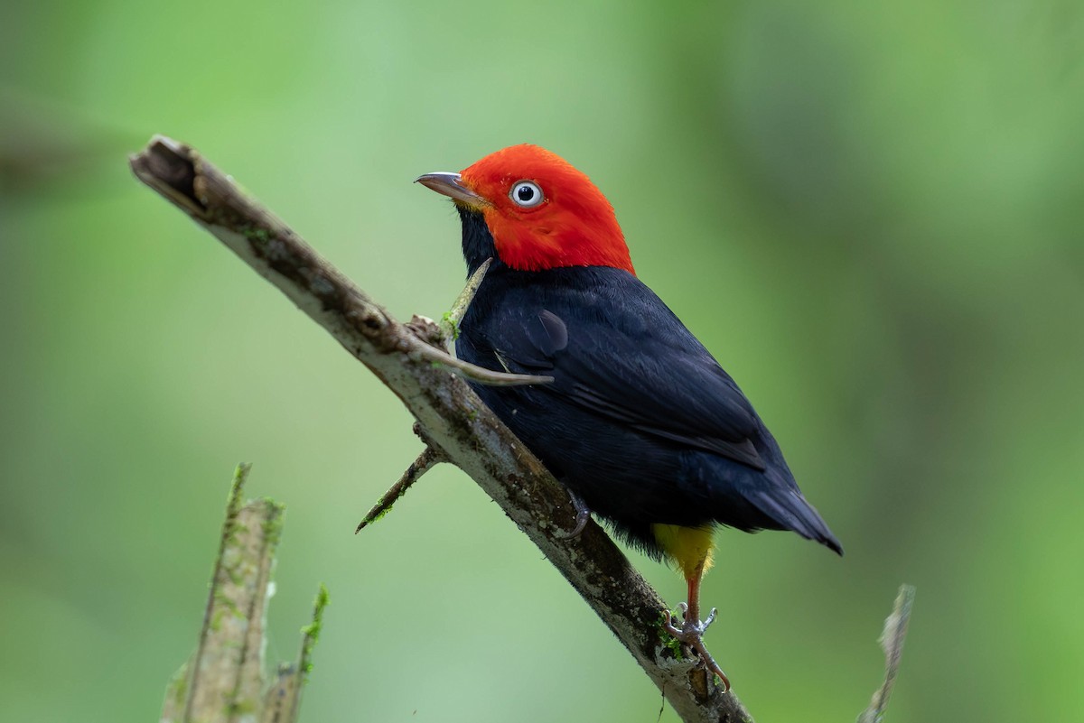 Red-capped Manakin - ML620138221