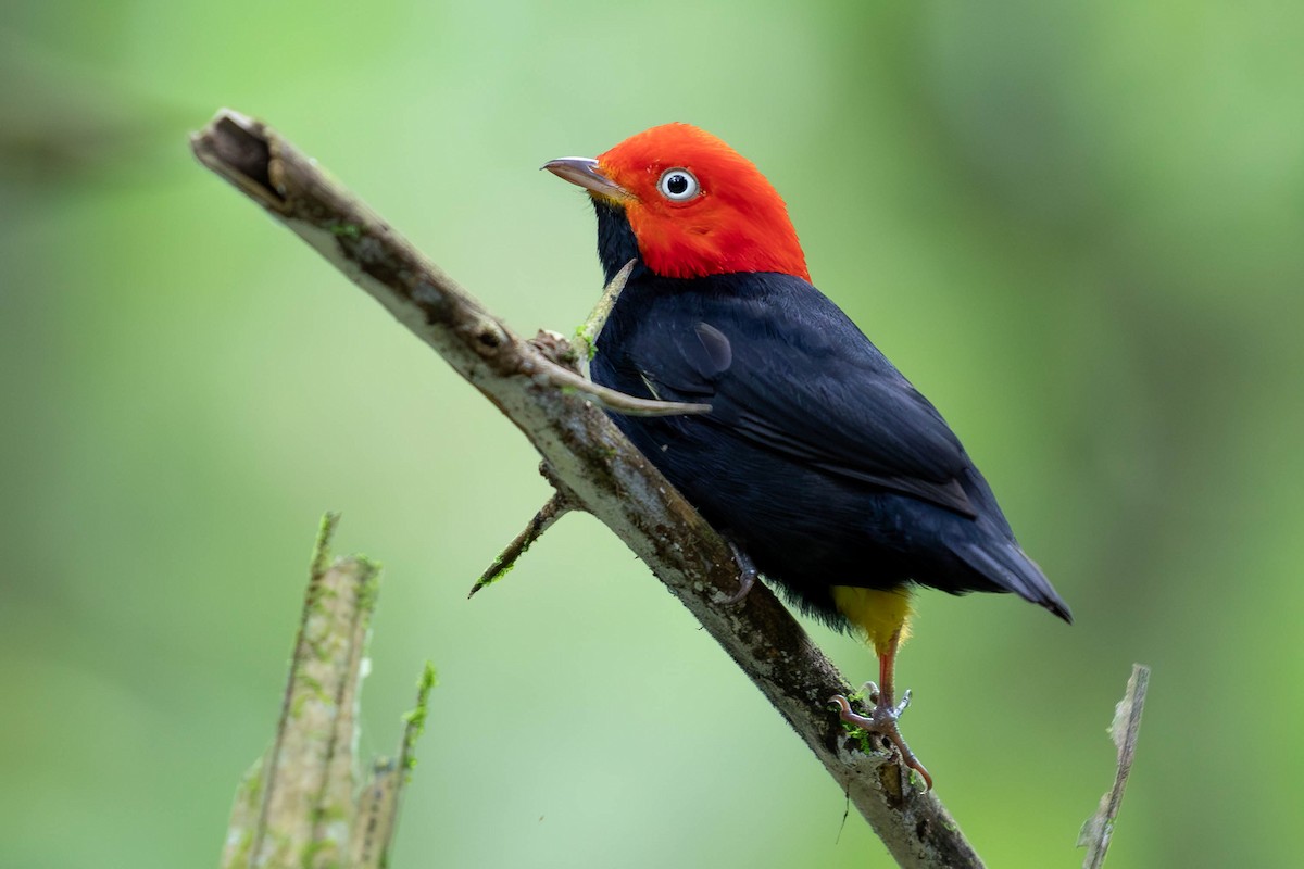 Red-capped Manakin - ML620138222