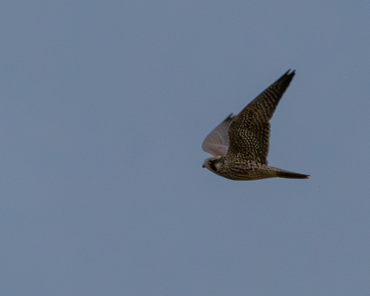 Eurasian Hobby - ML620138243