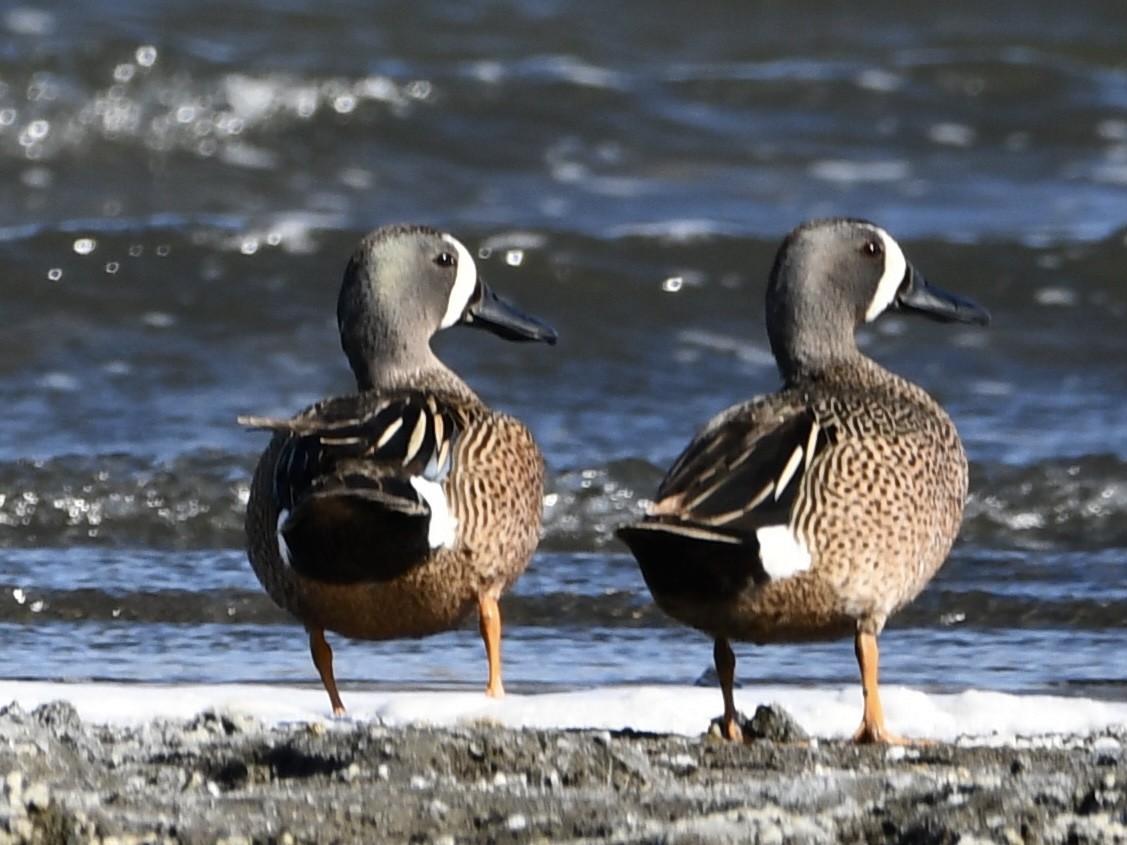 Blue-winged Teal - ML620138245