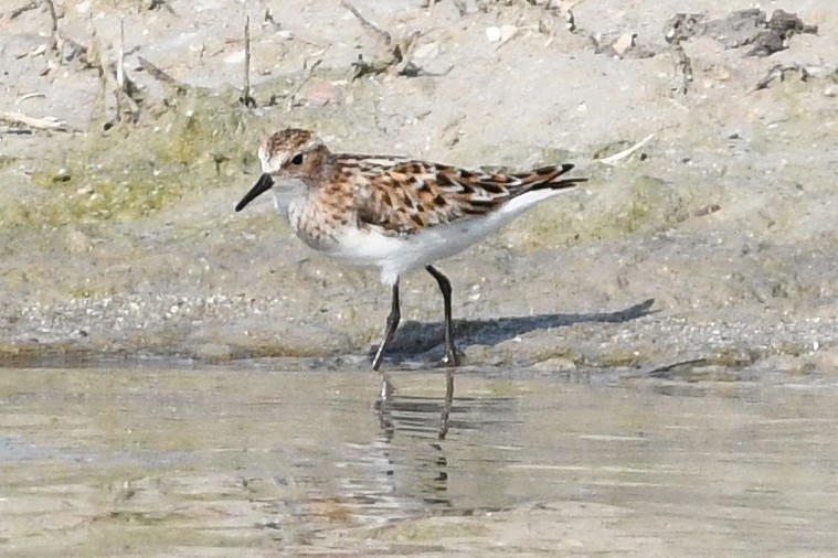 Little Stint - ML620138246