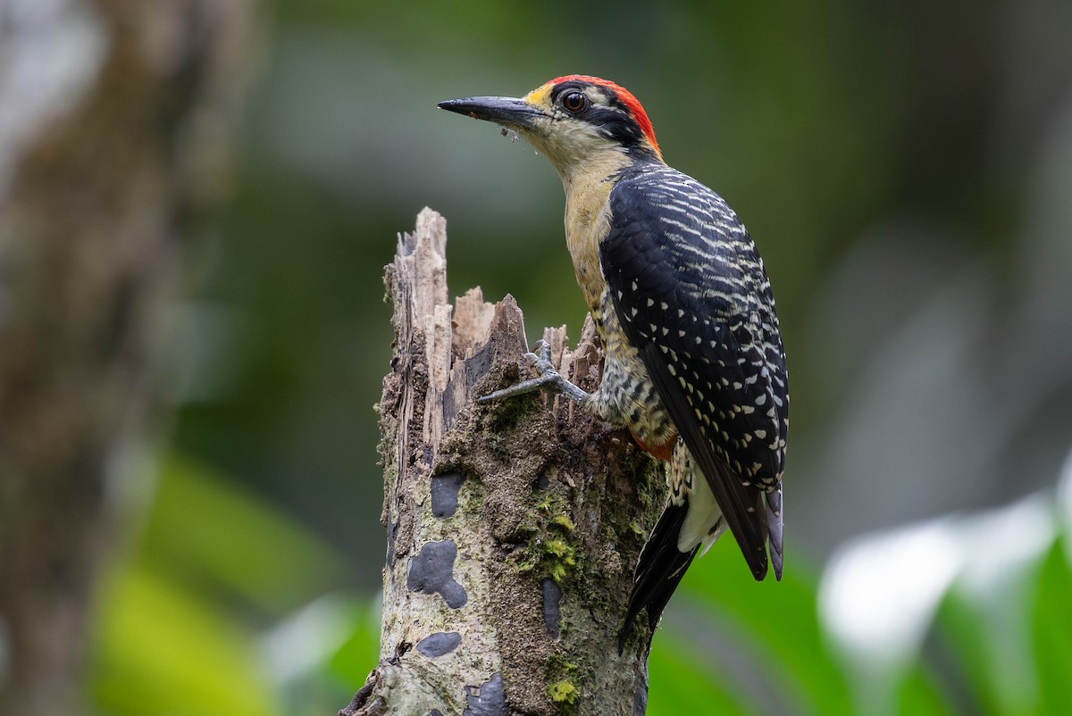 Black-cheeked Woodpecker - ML620138248