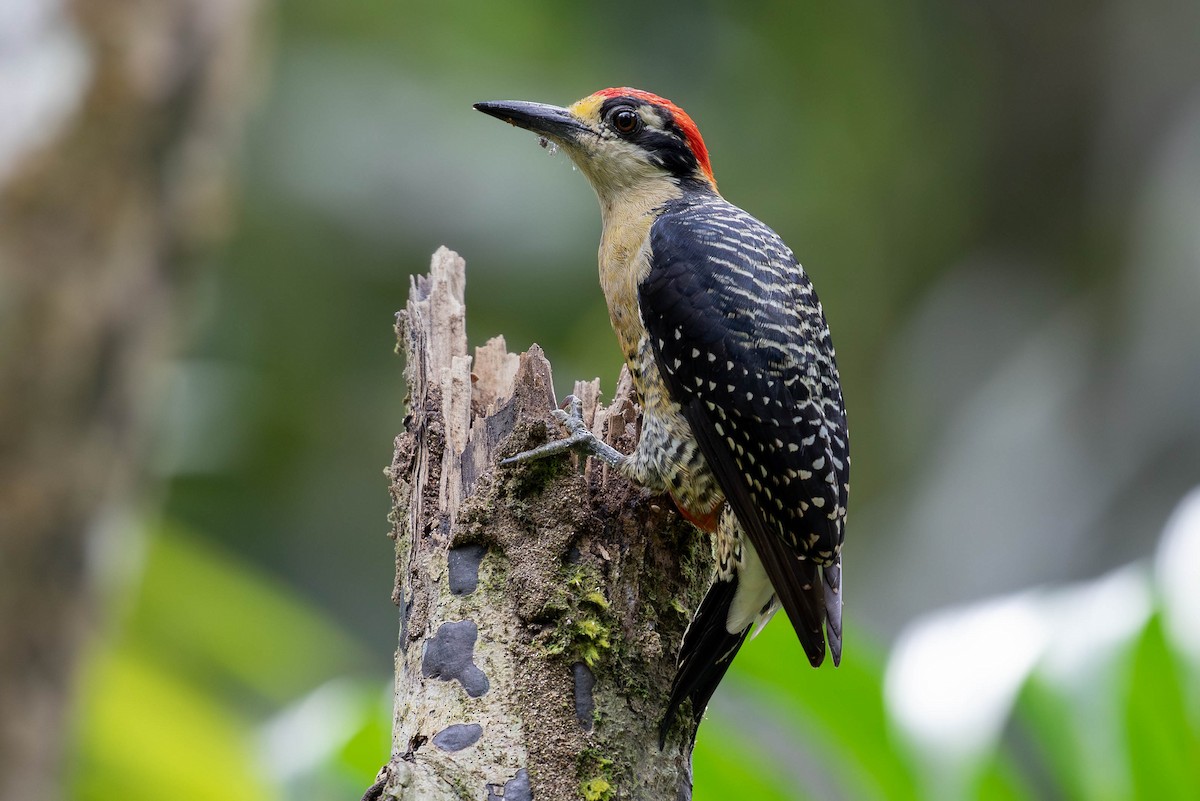 Black-cheeked Woodpecker - ML620138249