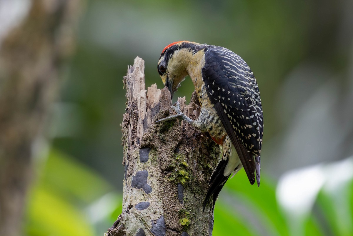 Black-cheeked Woodpecker - ML620138250