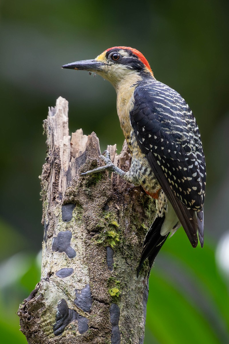 Black-cheeked Woodpecker - ML620138251