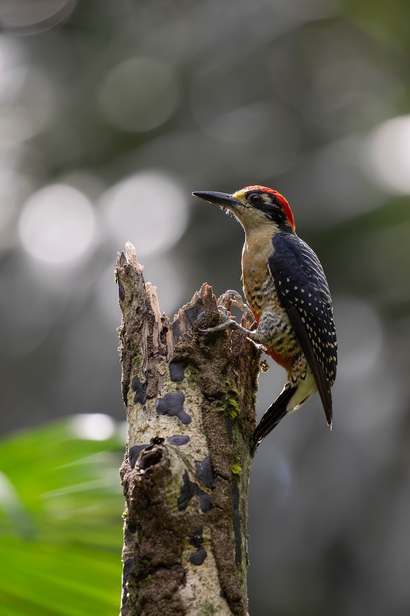 Black-cheeked Woodpecker - ML620138252