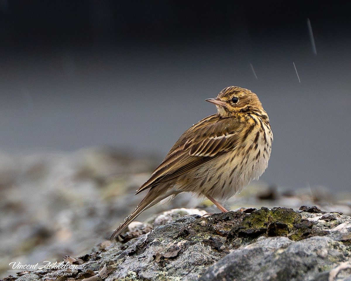 Meadow Pipit - ML620138259
