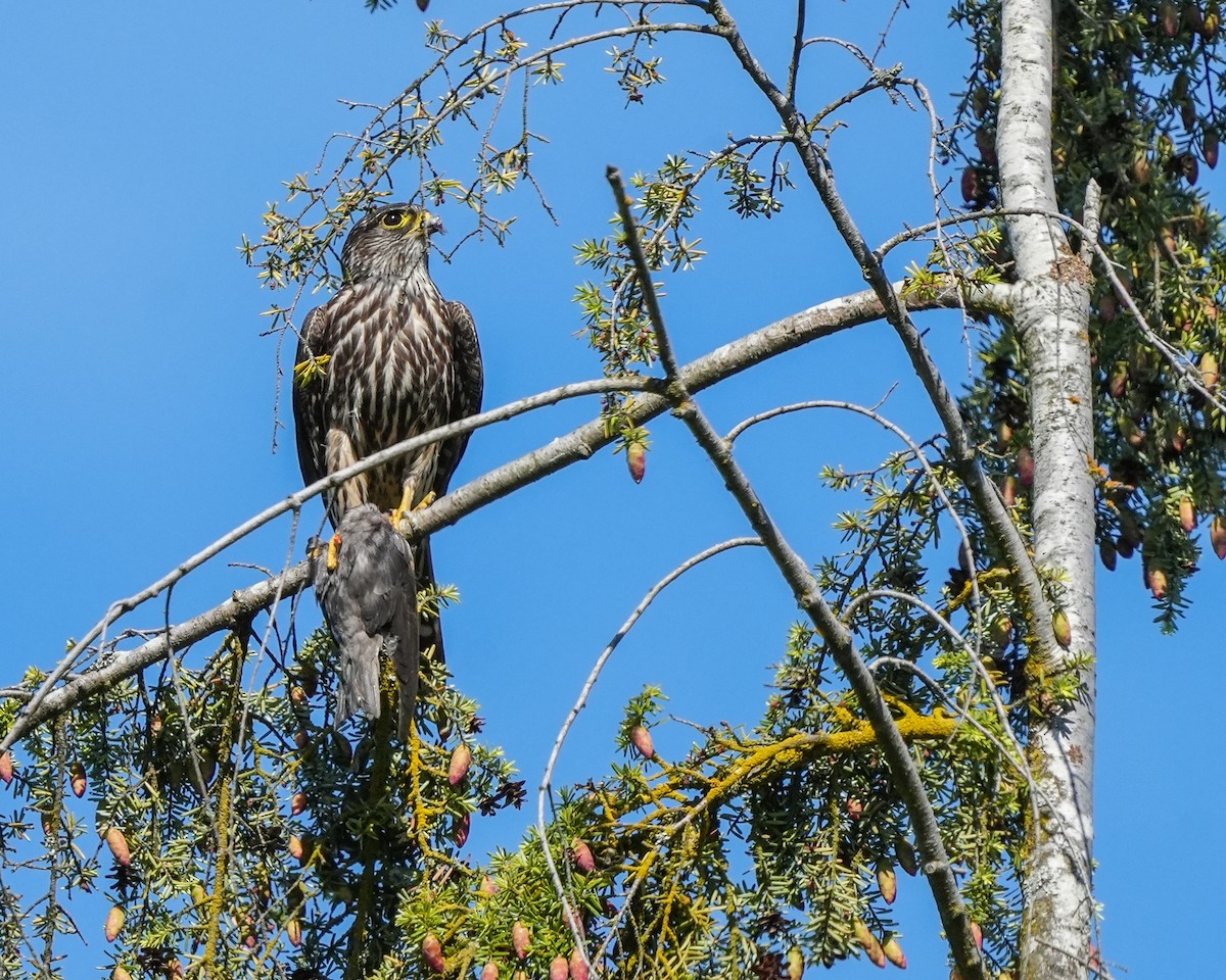 Merlin - ML620138266