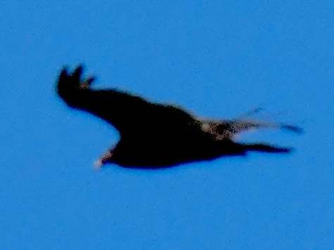 Turkey Vulture - ML620138279