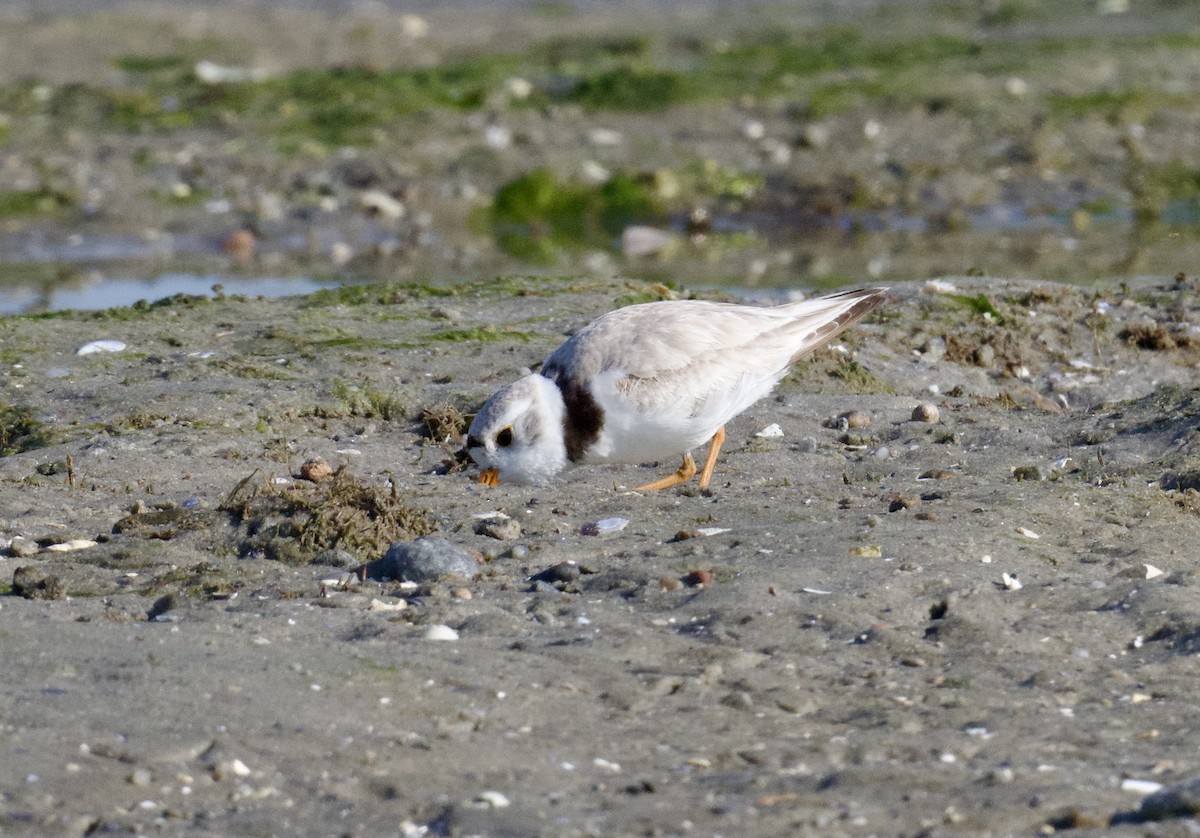 Piping Plover - ML620138280