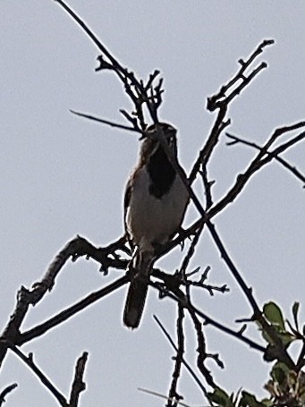 Black-throated Sparrow - ML620138291