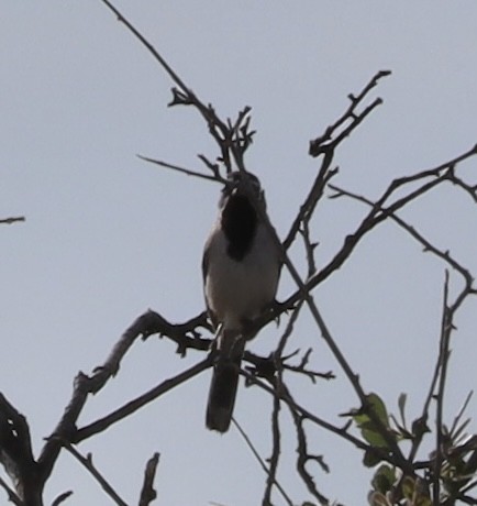 Black-throated Sparrow - ML620138292