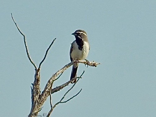 Black-throated Sparrow - ML620138293
