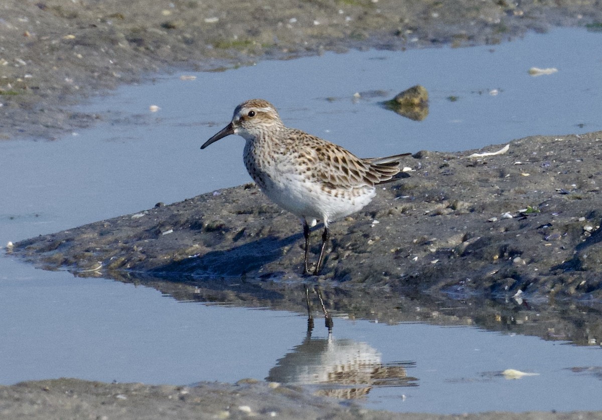 White-rumped Sandpiper - Christopher Veale