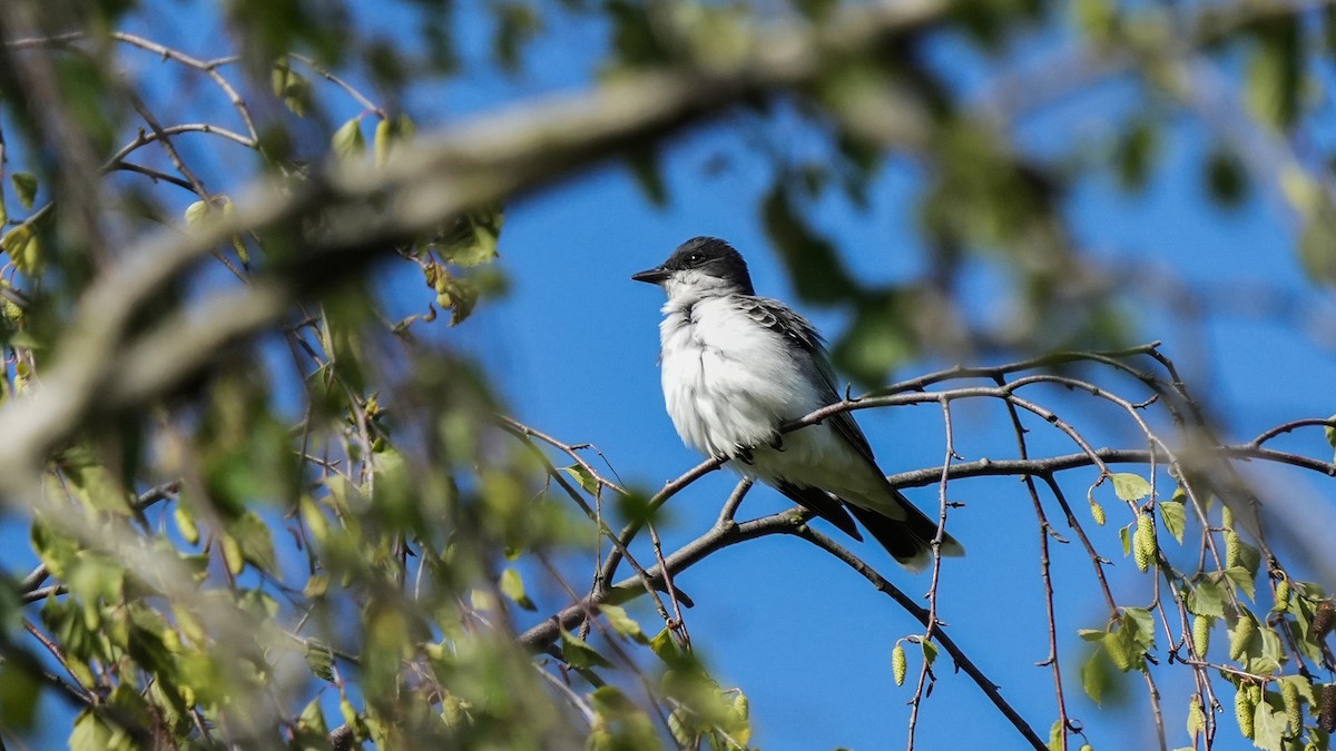 Eastern Kingbird - ML620138301