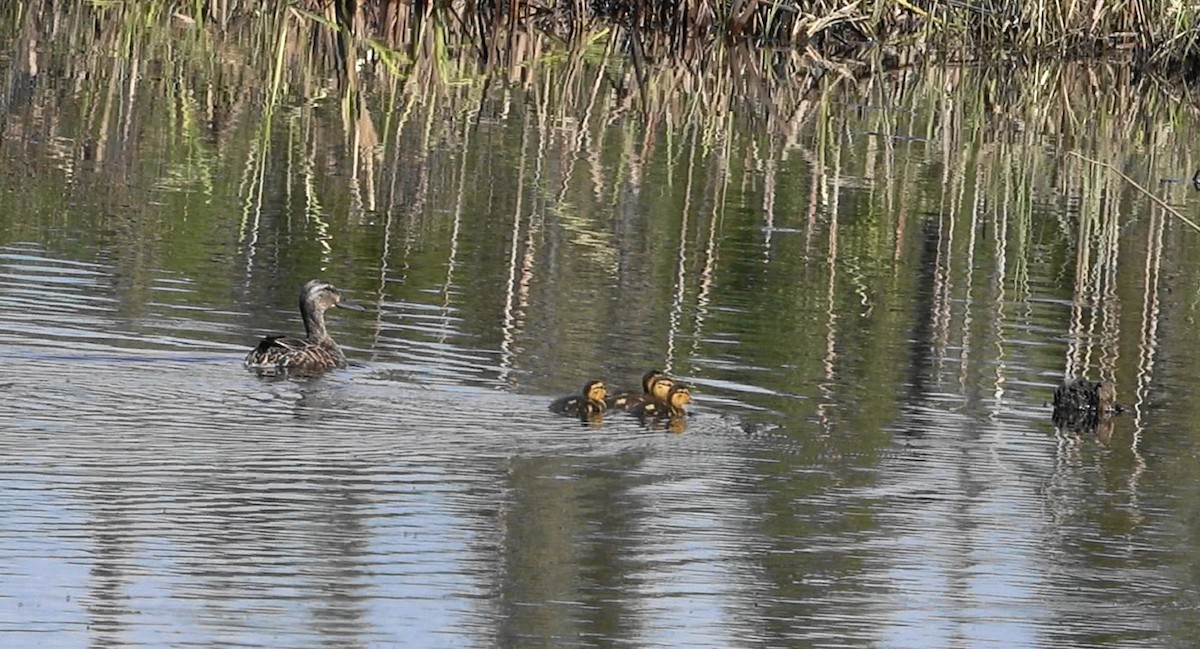 American Black Duck - ML620138303