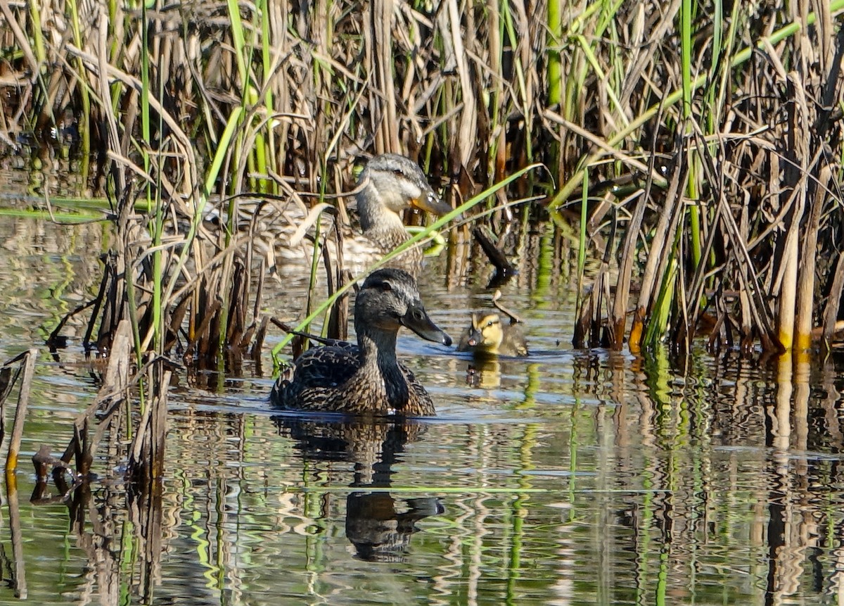 アメリカガモ - ML620138304