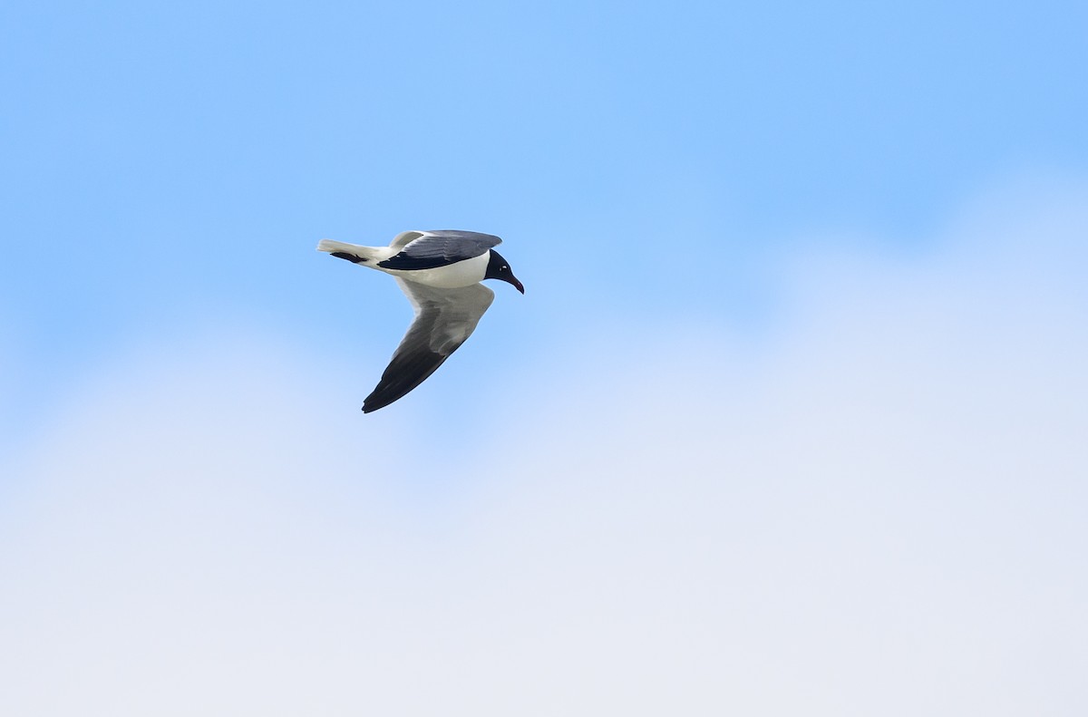 Laughing Gull - Sean Sime