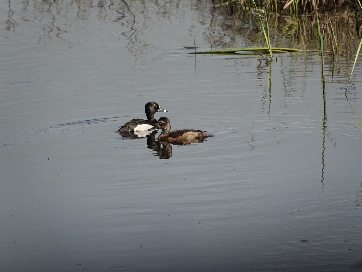 Ring-necked Duck - ML620138307