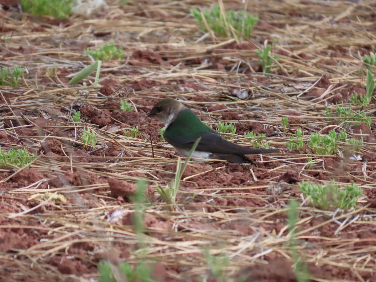 Violet-green Swallow - ML620138309