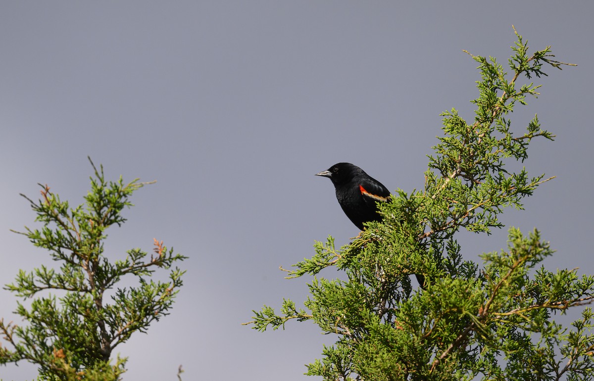 Red-winged Blackbird (Red-winged) - ML620138310