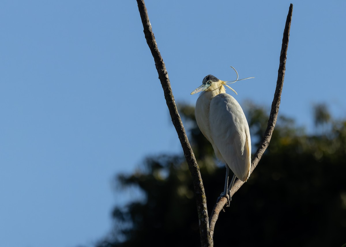 Capped Heron - ML620138311