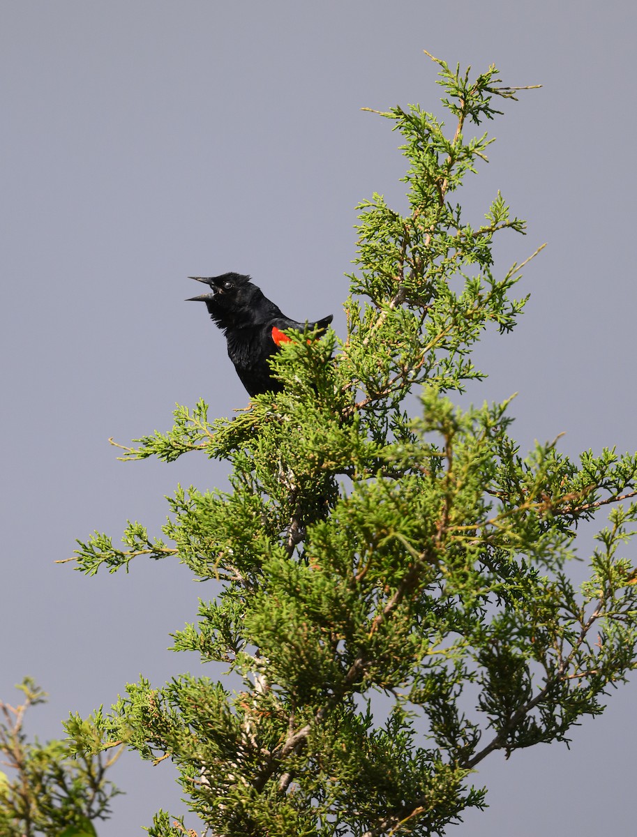 Red-winged Blackbird (Red-winged) - ML620138312