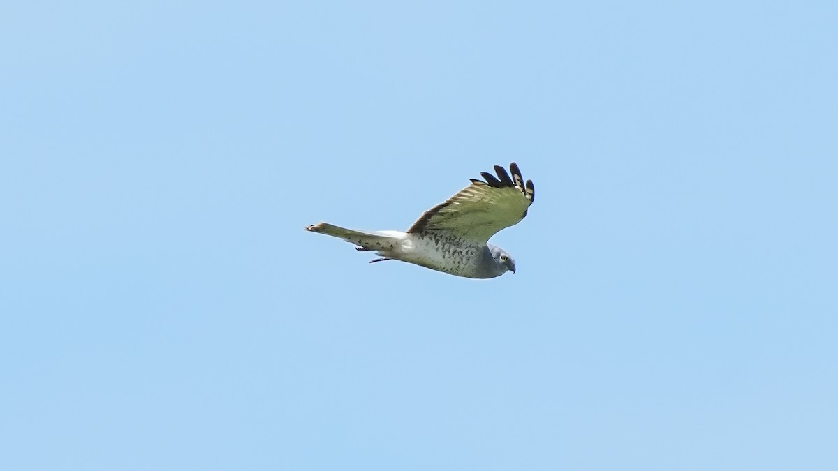 Northern Harrier - ML620138315