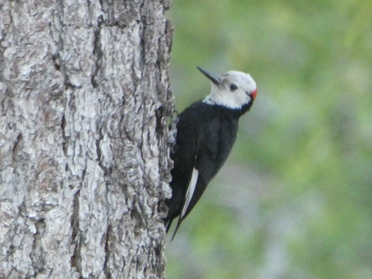 White-headed Woodpecker - ML620138317