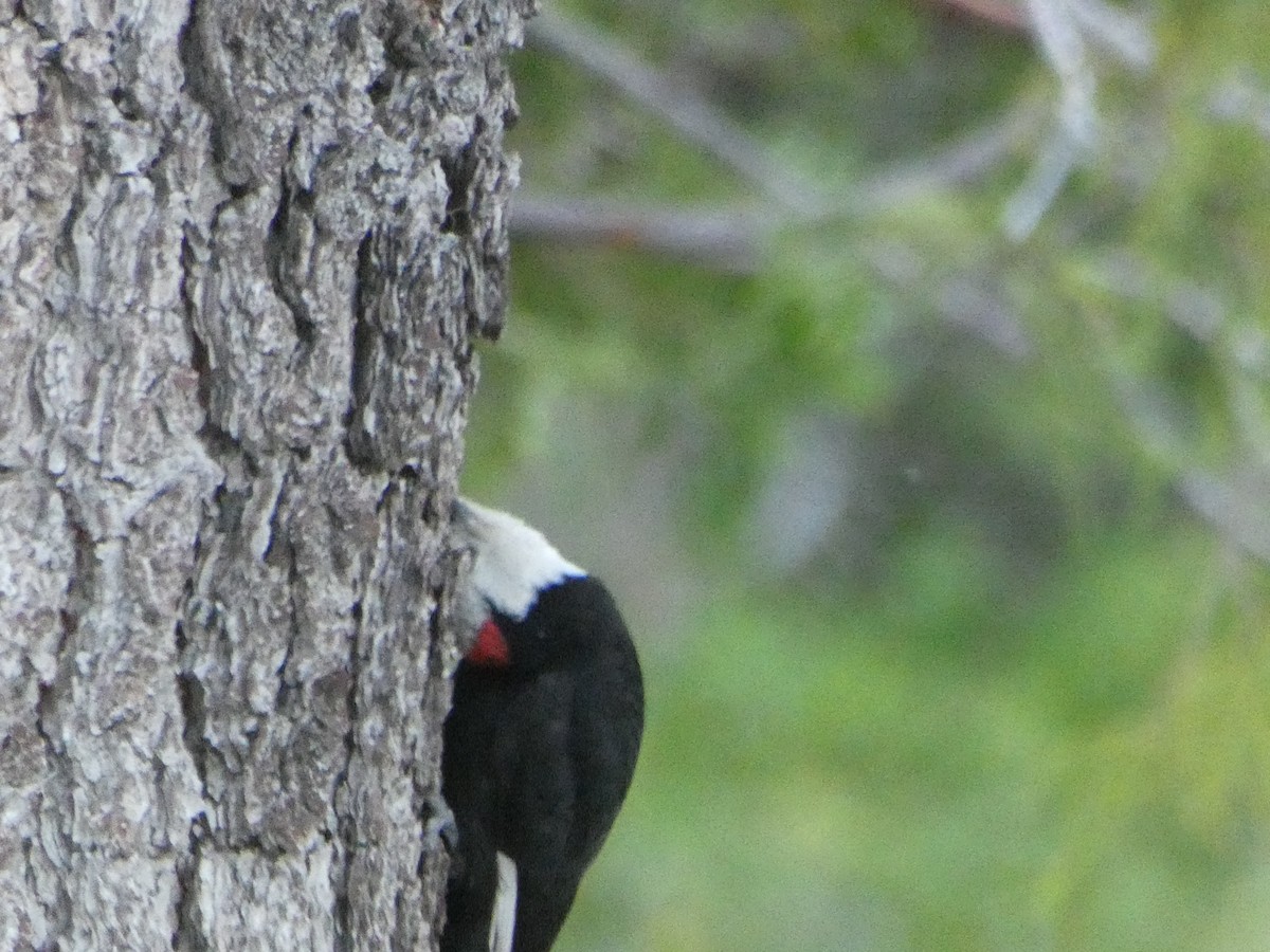 White-headed Woodpecker - ML620138320