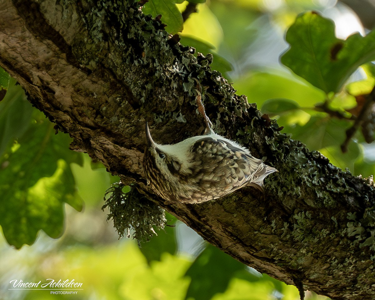 Eurasian Treecreeper - ML620138325