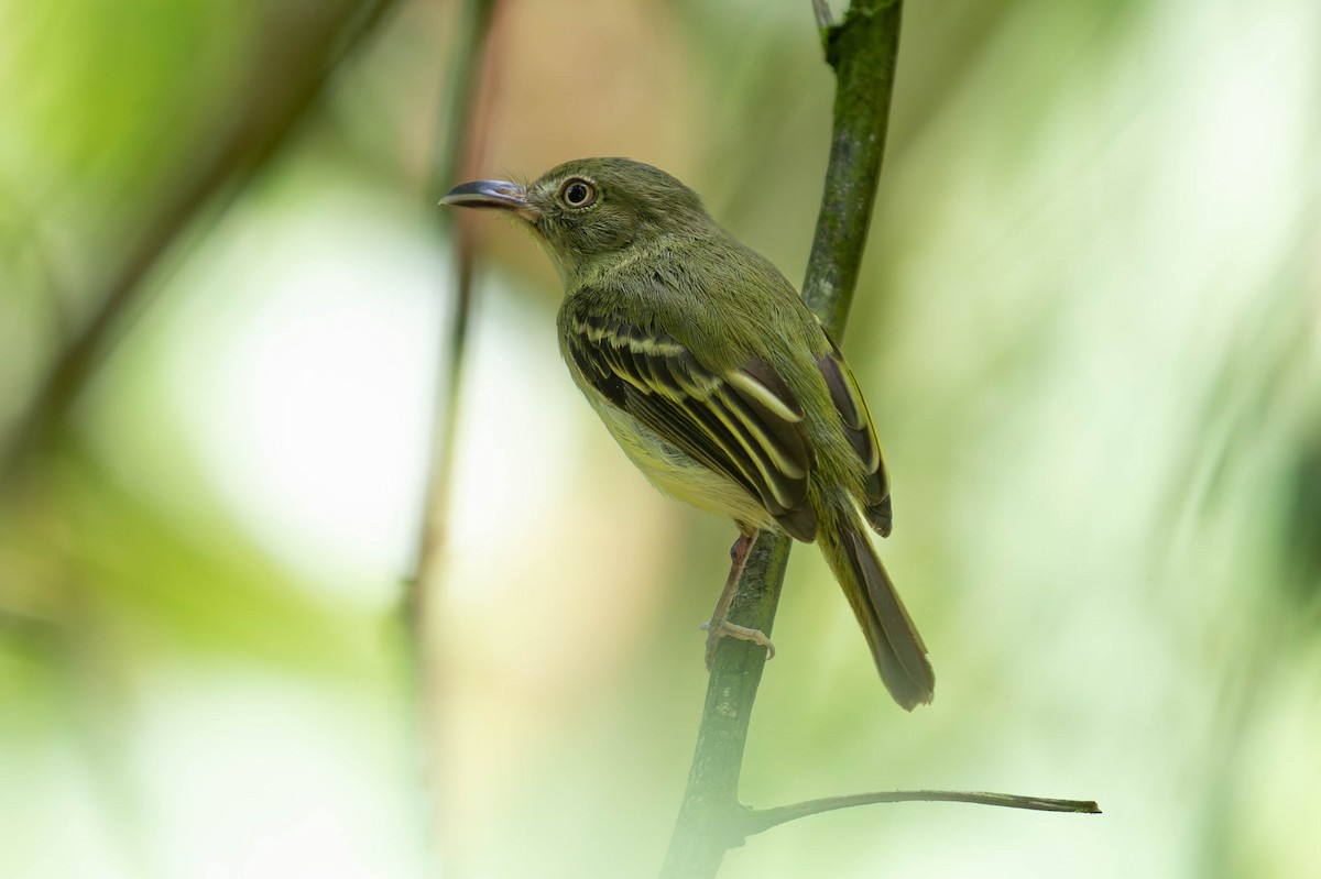 Оливковый крючкоклюв - ML620138327