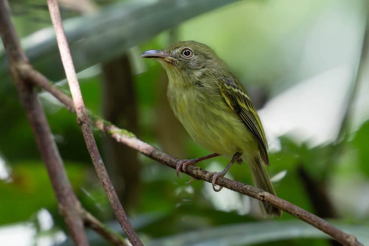 Оливковый крючкоклюв - ML620138331