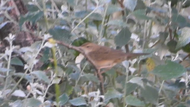 Common Grasshopper Warbler - ML620138342