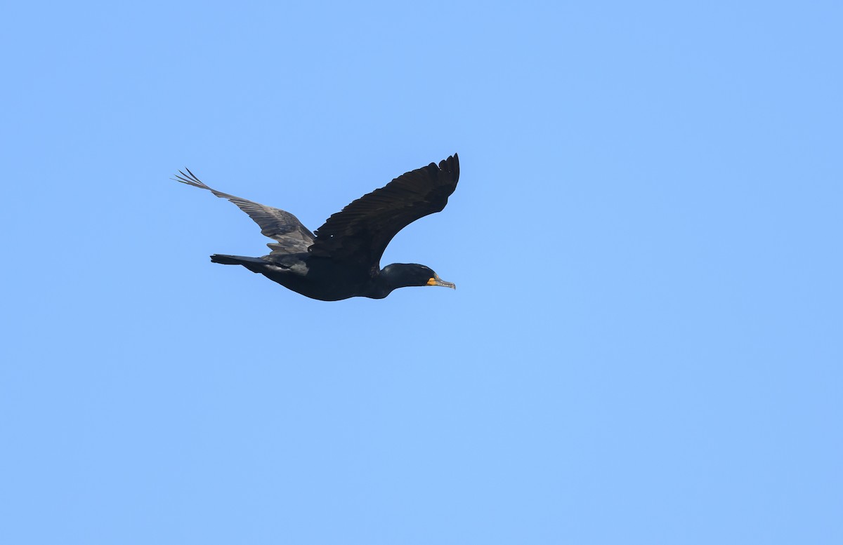 Double-crested Cormorant - ML620138345