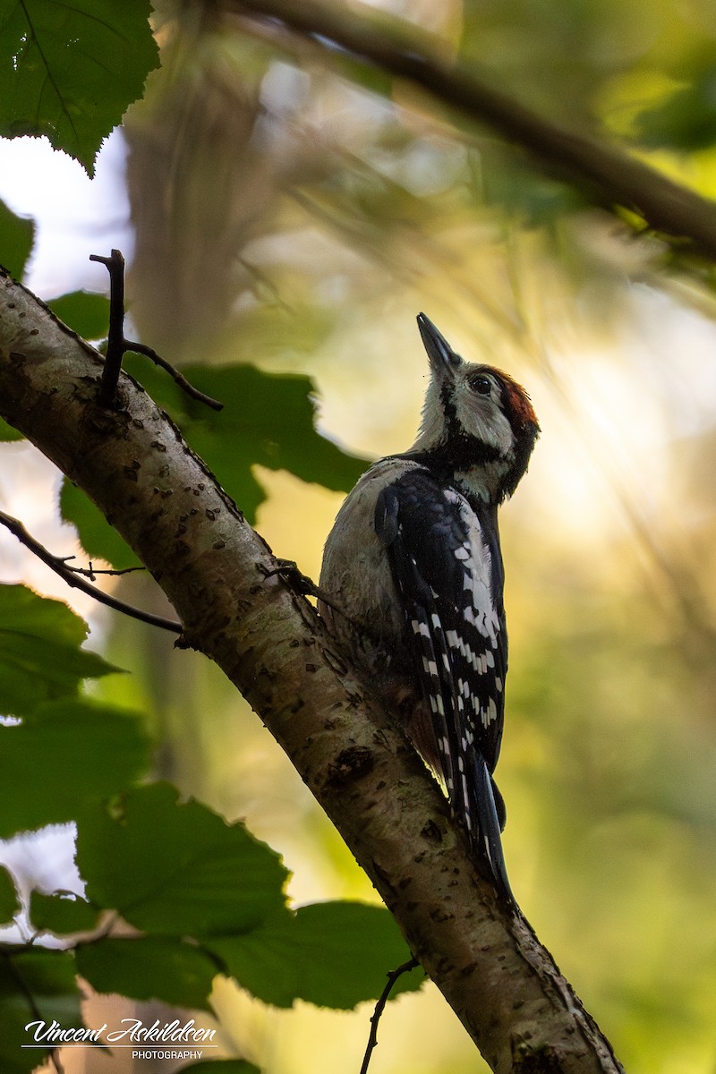 Great Spotted Woodpecker - ML620138363