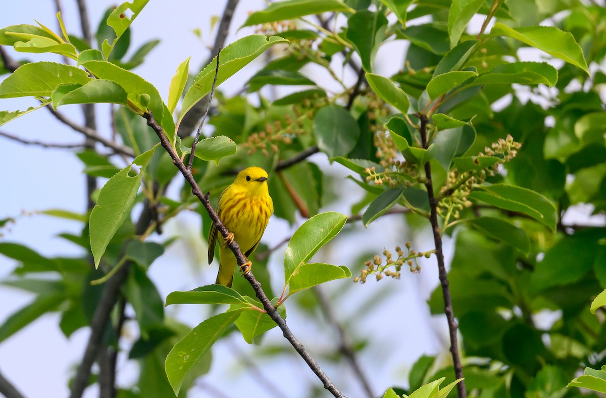 Yellow Warbler (Northern) - ML620138365