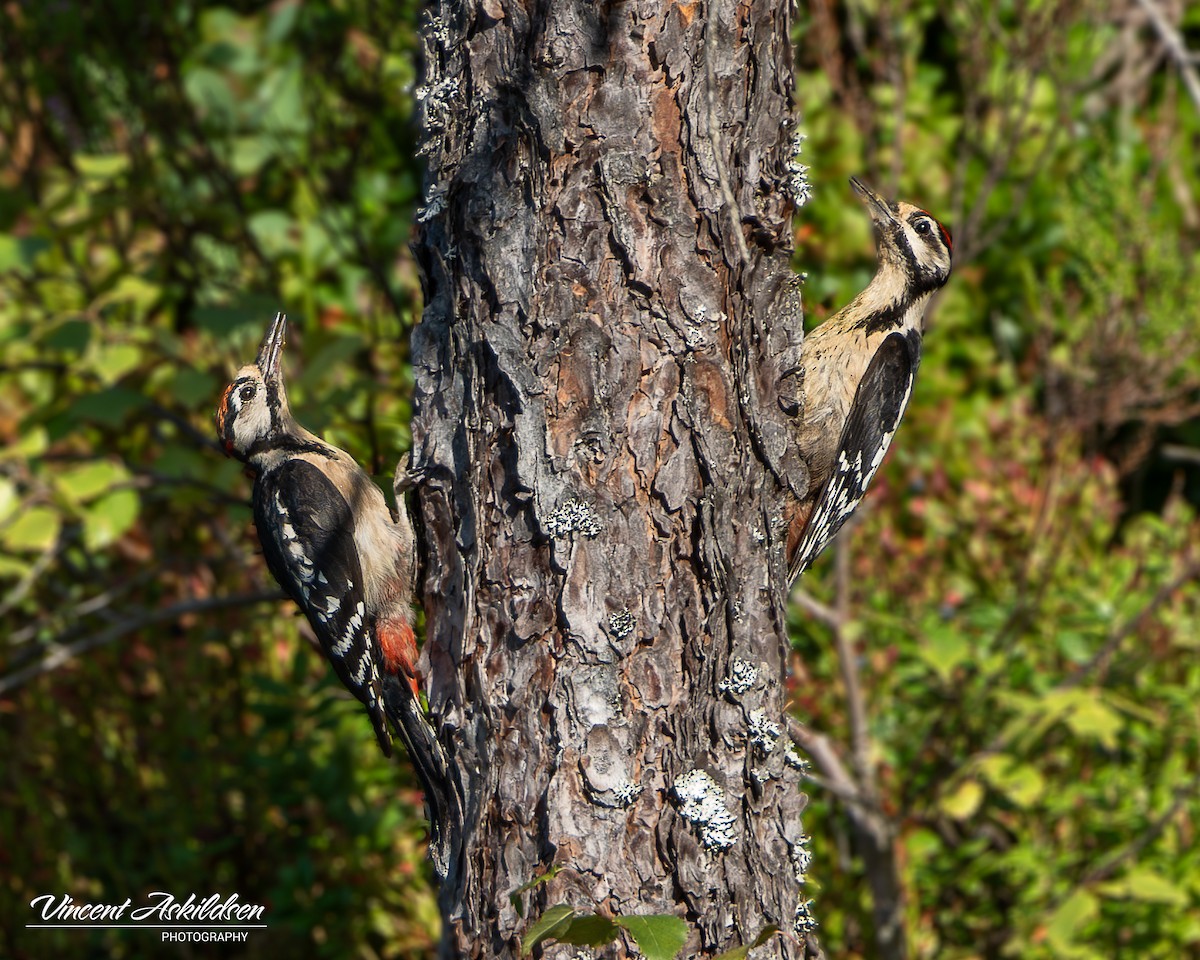Great Spotted Woodpecker - ML620138368