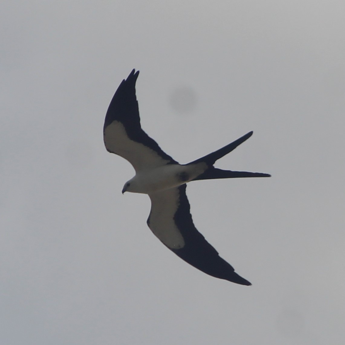Swallow-tailed Kite - ML620138378