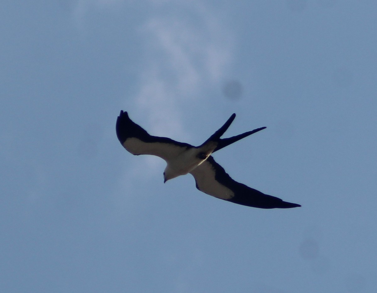 Swallow-tailed Kite - ML620138379