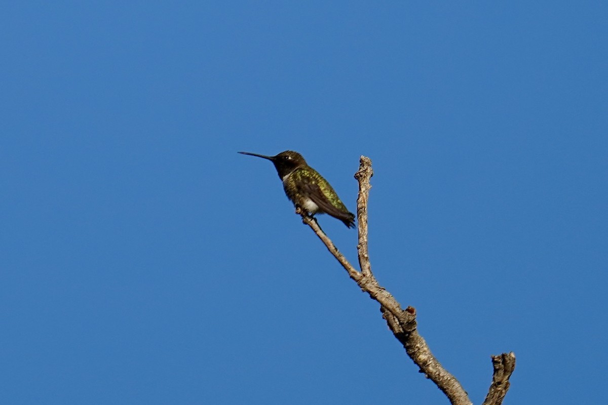 Black-chinned Hummingbird - ML620138382