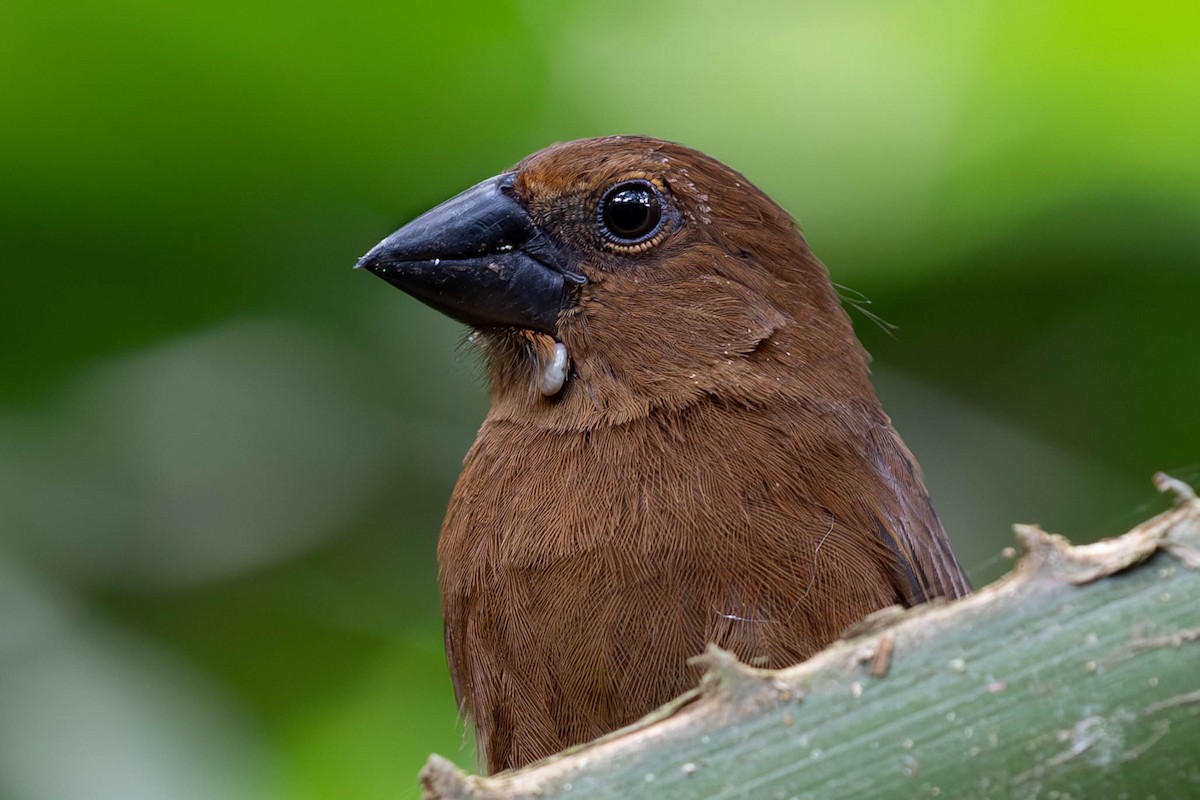 Blue-black Grosbeak - ML620138384