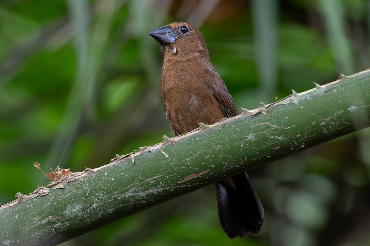 Blue-black Grosbeak - ML620138385