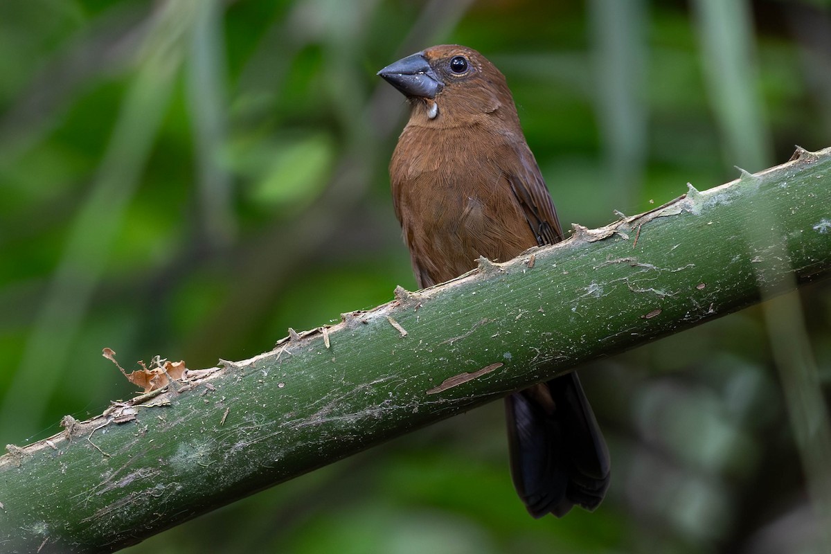 Blue-black Grosbeak - ML620138386