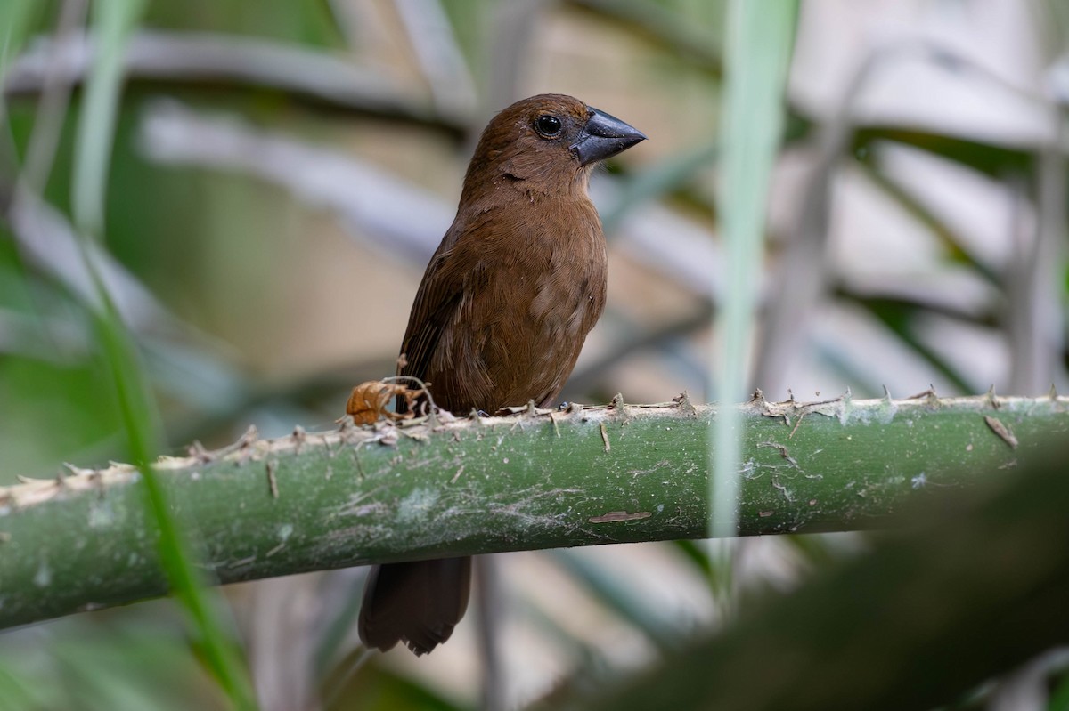 Blue-black Grosbeak - ML620138388