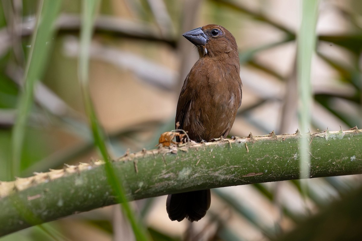 Blue-black Grosbeak - ML620138390